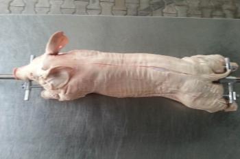 Aufgespießtes Spanferkel und mit Klammern befestigt.